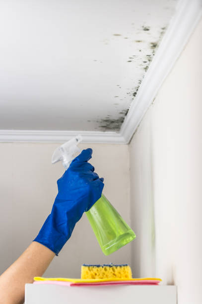 Best Attic Mold Remediation in Berea, KY