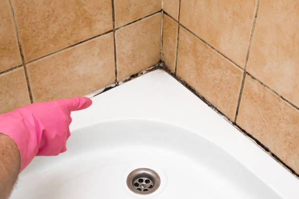 Best Industrial Mold Remediation in Berea, KY